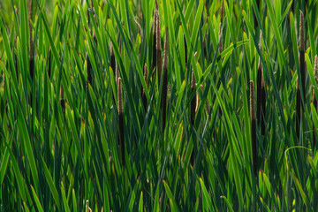 A natural background with calamus.