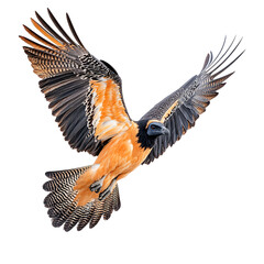 Obraz premium Majestic Bearded Vulture in Flight Isolated on Transparent Background – Close-Up of Powerful Wings and Sharp Raptor Gaze for Nature and Wildlife Stock Use 
