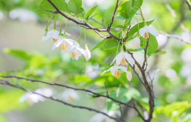 The Japanese snowbell flower hangs delicately from thin branches, resembling tiny white bells. Warm...