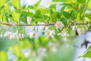 The Japanese snowbell flower hangs delicately from thin branches, resembling tiny white bells. Warm...