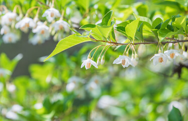 The Japanese snowbell flower hangs delicately from thin branches, resembling tiny white bells. Warm...