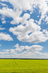 Fototapeta premium Wide green field under a sunny sky with scattered white clouds