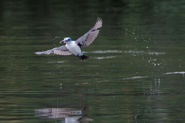 Collared Kingfisher, Todiramphus chloris, catching prey in water in forest park, mid-sized kingfisher with variable plumage pattern, greenish-blue crown and upperparts with white collar