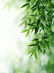 Fresh green bamboo leaves, soft light