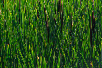 A natural background with calamus.