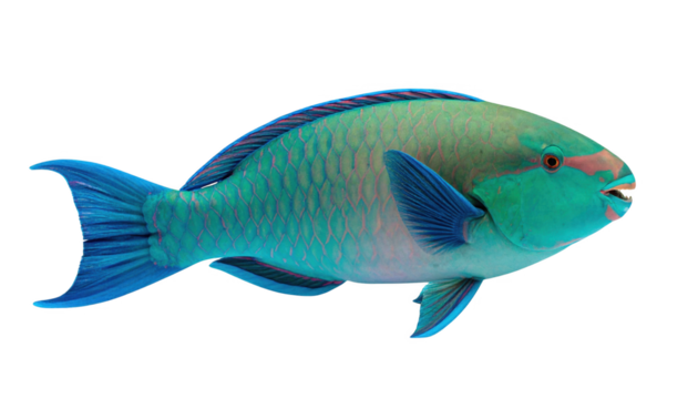Tropical fish profile view isolated on transparent background