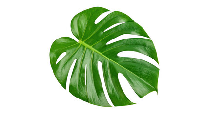 Fototapeta premium Tropical monstera leaf close up isolated on transparent background