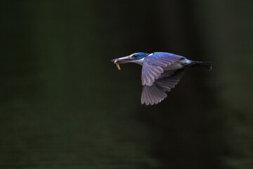 Collared Kingfisher, Todiramphus chloris, in flight after catching worm prey in forest park,...