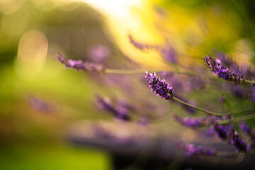 Lavender close up in soft evening light. High quality photo