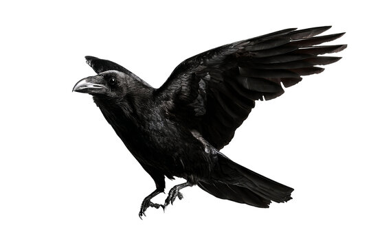Majestic black raven isolated on transparent background, high-detail digital illustration with crisp edges for seamless cutout