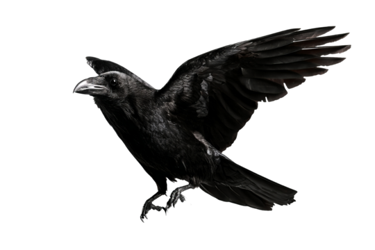 Majestic black raven isolated on transparent background, high-detail digital illustration with crisp edges for seamless cutout
