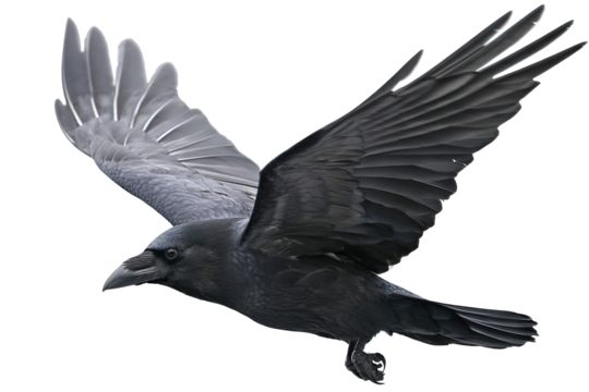 Majestic black raven isolated on transparent background, high-detail digital illustration with crisp edges for seamless cutout