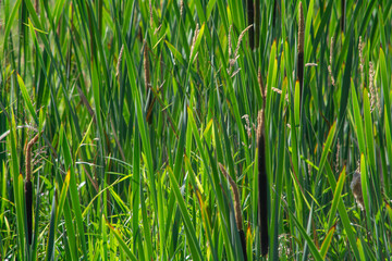 A natural background with calamus.
