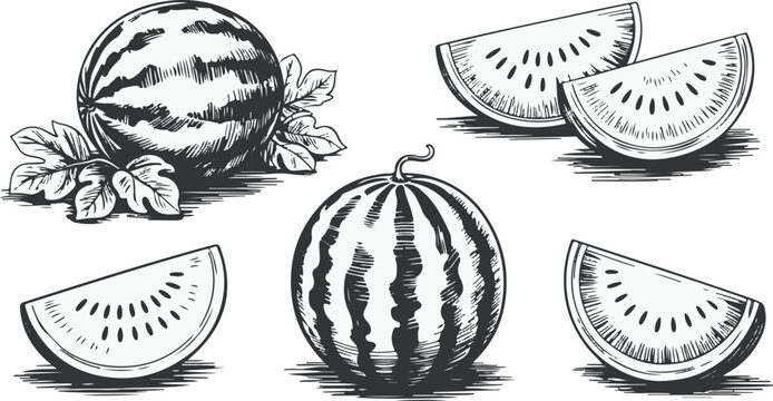 Vector art of a whole watermelon and slices, sketched in black and white isolated on transparent background