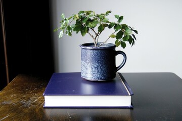 Bonsai Tree in Blue Mug on Book by Wooden Table