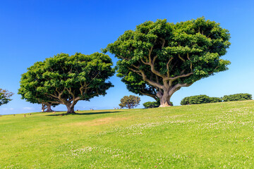 Bushy green trees on a lush meadow under a clear blue sky