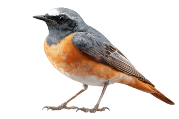 Redstart songbird isolated on transparent background in high-resolution PNG style illustration, perfect for cutout and nature design projects