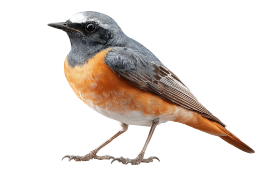 Redstart songbird isolated on transparent background in high-resolution PNG style illustration, perfect for cutout and nature design projects