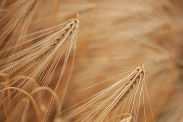 Close-up of ripe barley heads in a golden field. A soft-focus image symbolizing harvest time, natural agriculture, and rural serenity