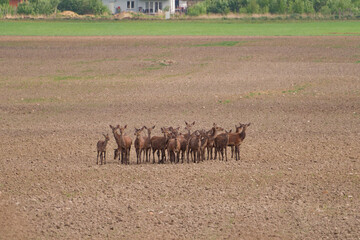 herd of wild female deer in a field near homes in city Jelenia Góra, Poland. Group of deer gathered together