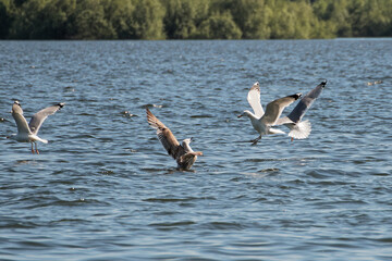 Seagulls flying and landing on the water