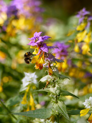 honeybee collects nectar from colorful wild flower Wood cow-wheat