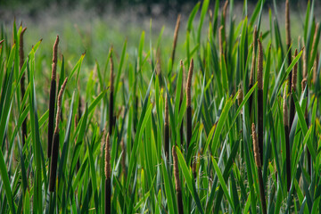A natural background with calamus.