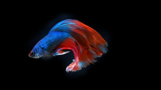 Movement power of betta fighting fish over isolated black background. The moving moment beautiful of red and blue Siamese betta fish