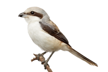 Shrike bird isolated on transparent background - high resolution wildlife PNG for easy cutout use
