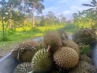 durian fruit in thailand