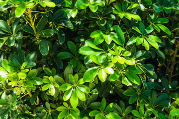 Schefflera or Schefflera arboricola plants with dense green leaves, oval and shiny, fill the entire...