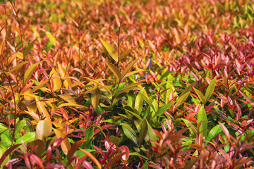 The young leaves of Pucuk Merah or Syzygium myrtifolium are elongated, with new shoots sticking up,...