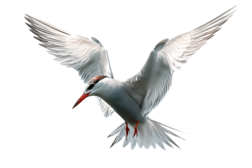 Tern seabird soaring in clear skies, high-resolution PNG-style illustration with transparent background for effortless cutout and design integration