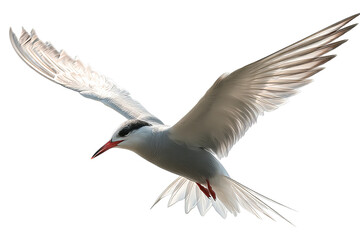 Tern seabird soaring in clear skies, high-resolution PNG-style illustration with transparent background for effortless cutout and design integration