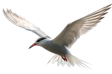 Tern seabird soaring in clear skies, high-resolution PNG-style illustration with transparent background for effortless cutout and design integration
