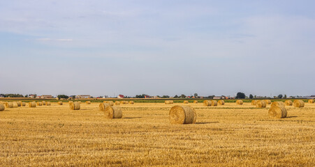 Expansive golden field filled with numerous round straw bales under a bright sky, symbolizing...