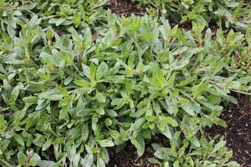 Early bloom of Gaura stem