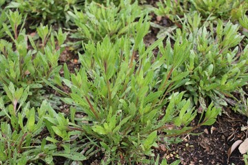 Side view of Gaura flower stem
