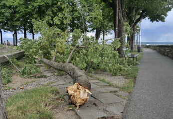 Tree fell after heavy storm, Bergamo, Lombardy, Italy