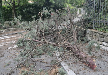 Tree fell after heavy storm, Bergamo, Lombardy, Italy