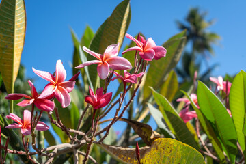 Frangipani flowers in Hiva Oa, Marquesas Islands, French Polynesia