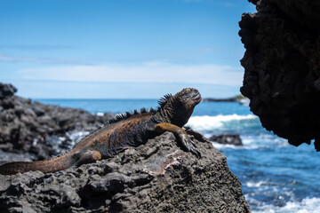 Marine iguana resting on rocks by the ocean, Galapagos