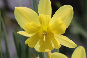 日本の春の庭に咲く黄色いスプリットコロナスイセンの花