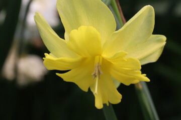 日本の春の庭に咲く黄色いスプリットコロナスイセンの花
