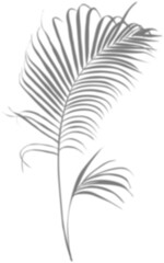 Blurred grey silhouette of two palm leaves for decorating cards or product advertisements.