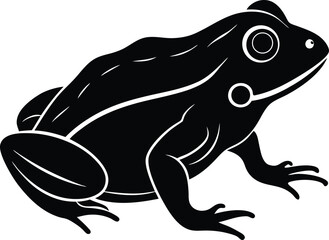 vector illustration of a frog