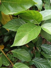 Obraz premium green leaves background