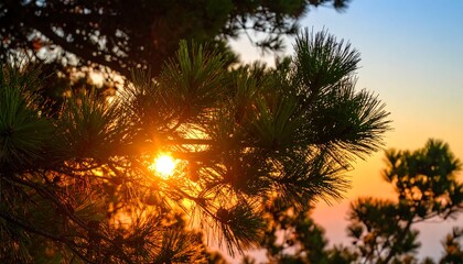 Golden sun through pine branches at dawn