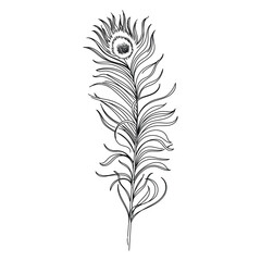 Fototapeta premium vector colored feathers set bird feathers painted colorful patterns design.