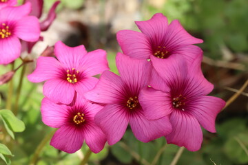 日本の春の庭に咲くイモカタバミのピンク色の花